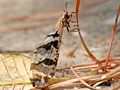 unidentified antlion